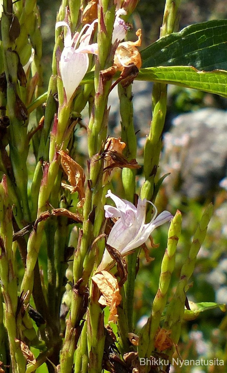 Strobilanthes stenodon C.B.Clarke